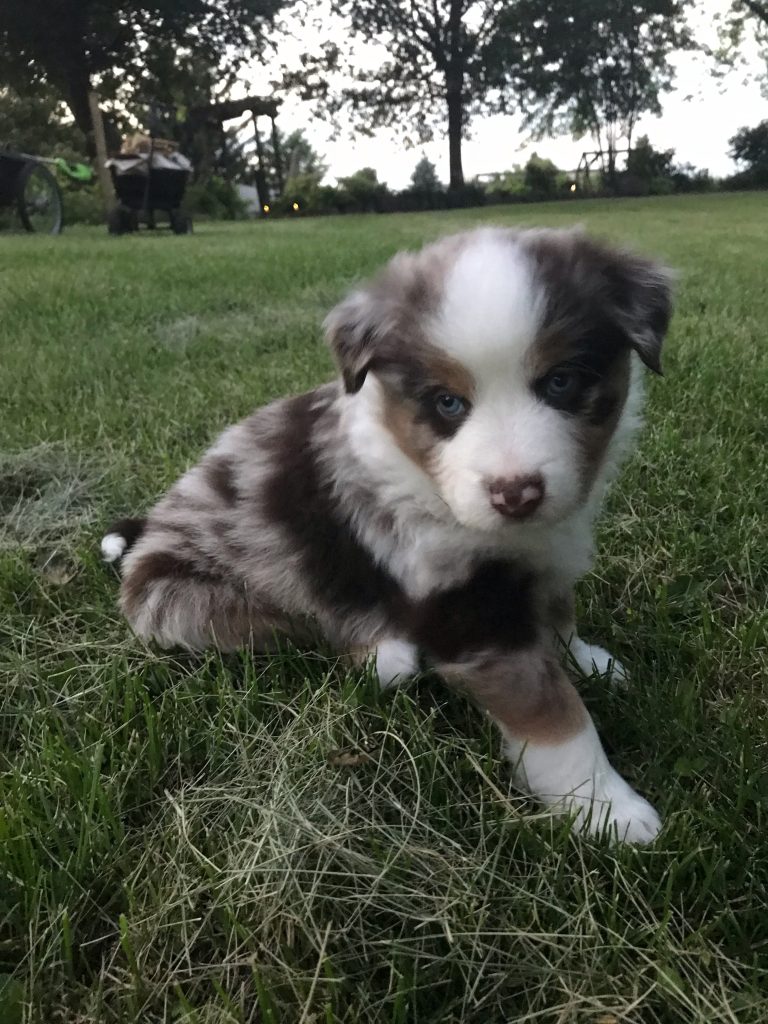 5 Weeks Old
