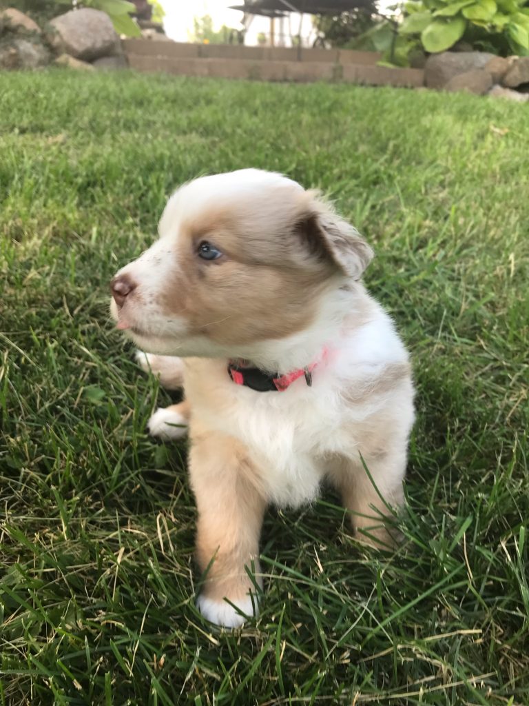 5 Weeks Old