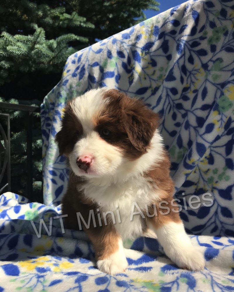 6 Weeks Old