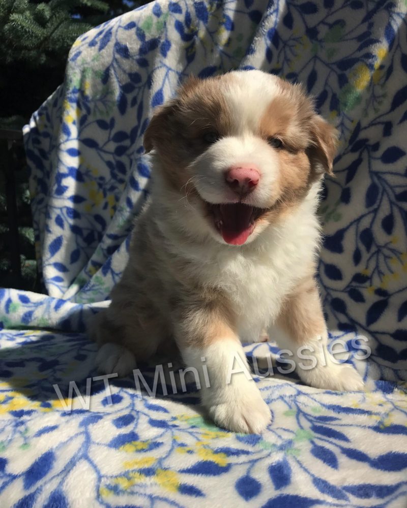 6 Weeks Old