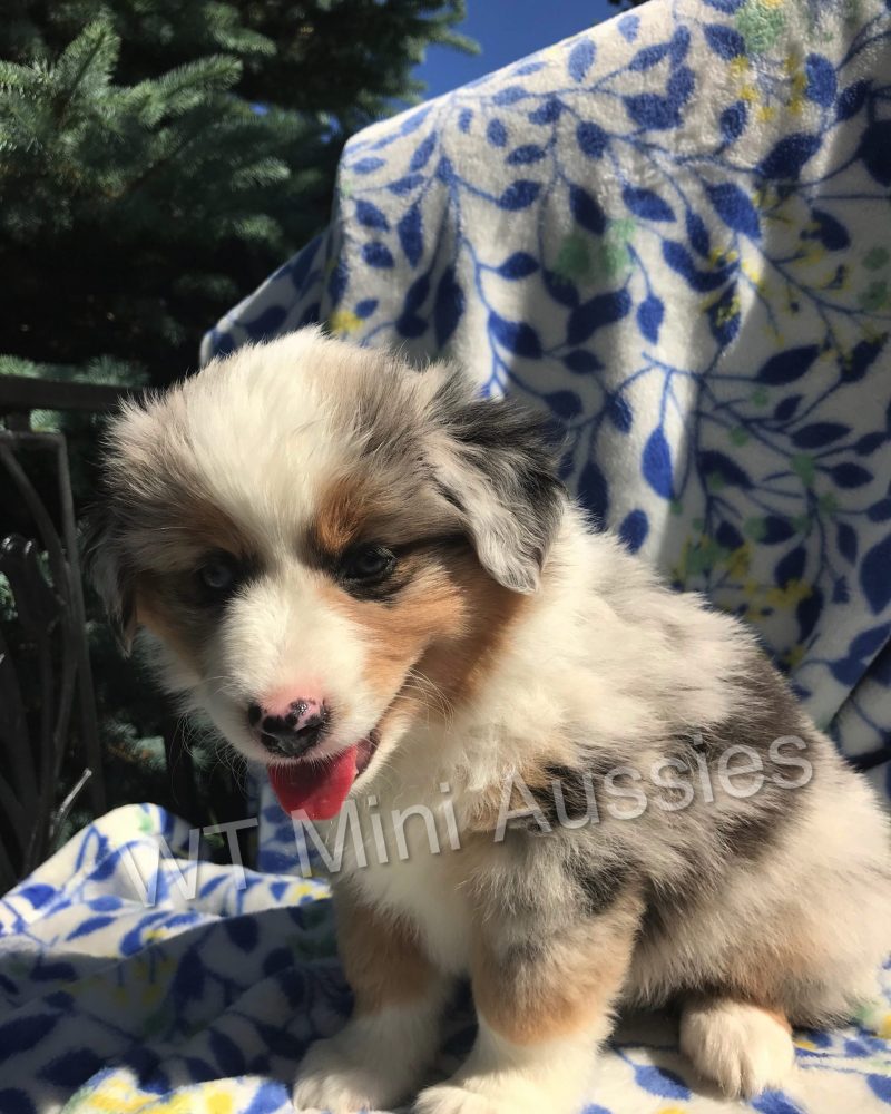 6 Weeks Old