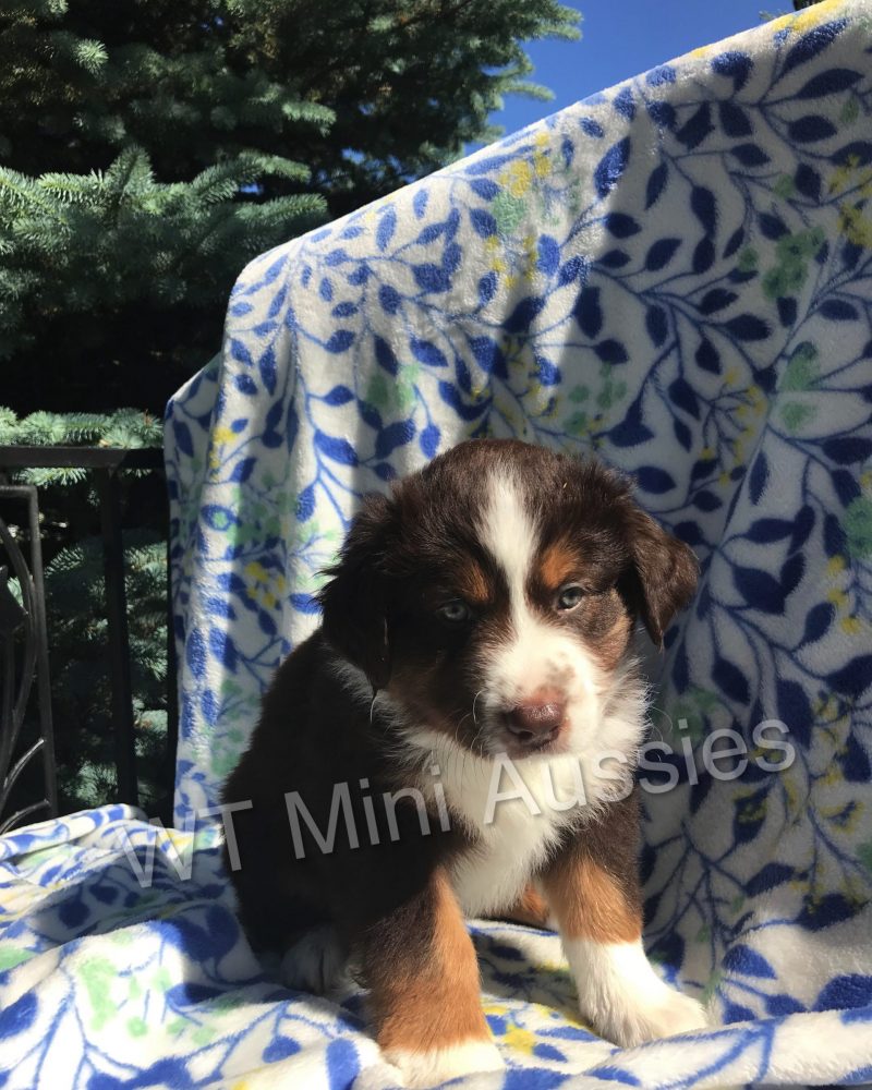 6 Weeks Old