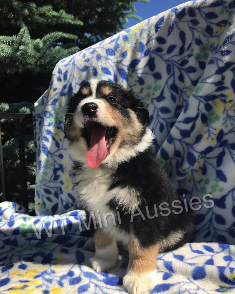 6 Weeks Old