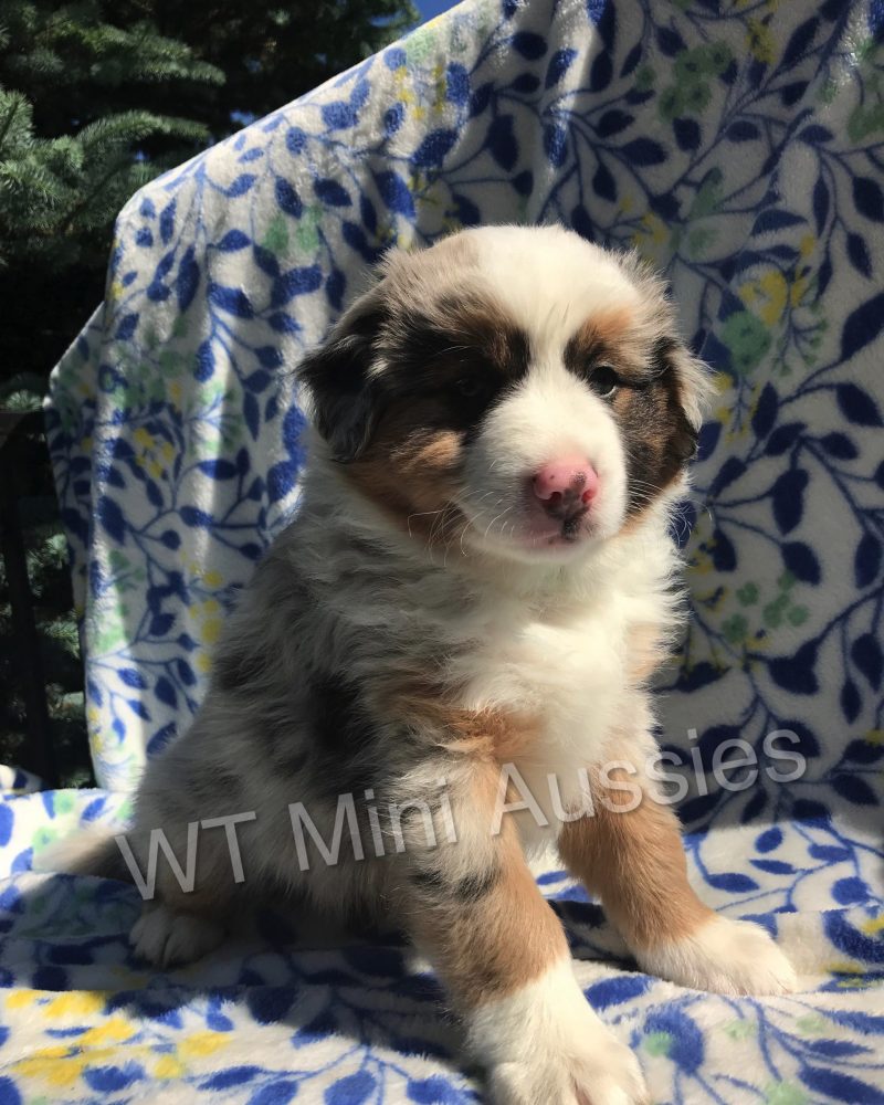 6 Weeks Old