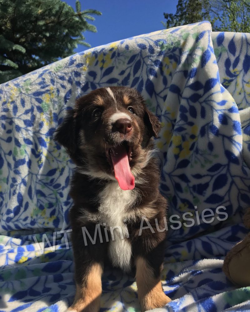 6 Weeks Old