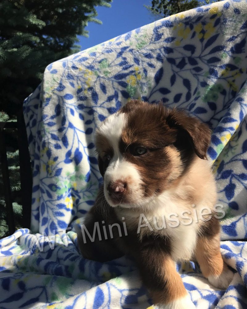 6 Weeks Old