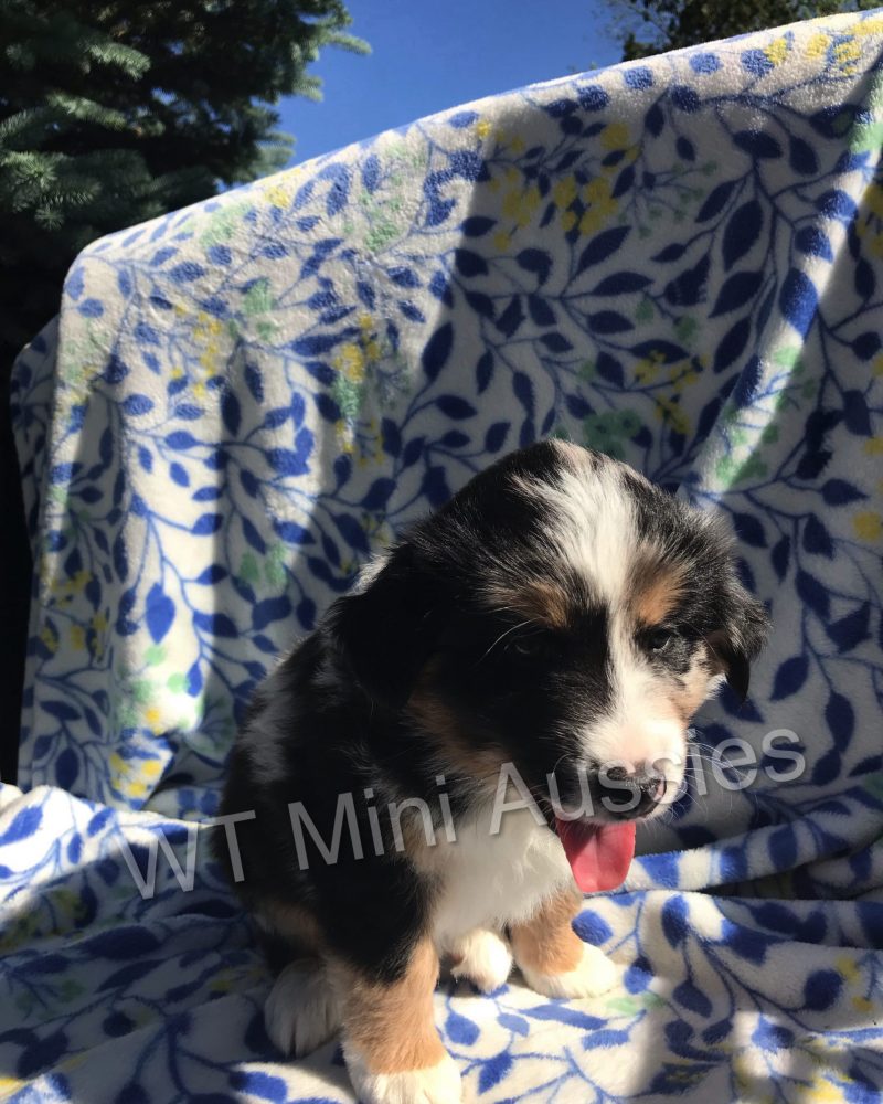 6 Weeks Old